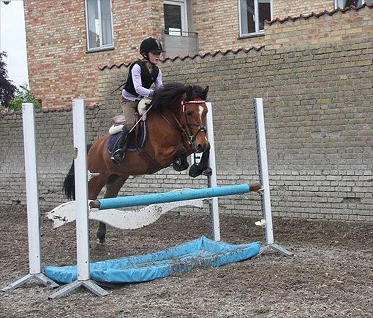 Belgisk Sportspony Icara <3 - Du springer bare så fantastisk!<3 springtræning:) Foto: Lucia<3 billede 5