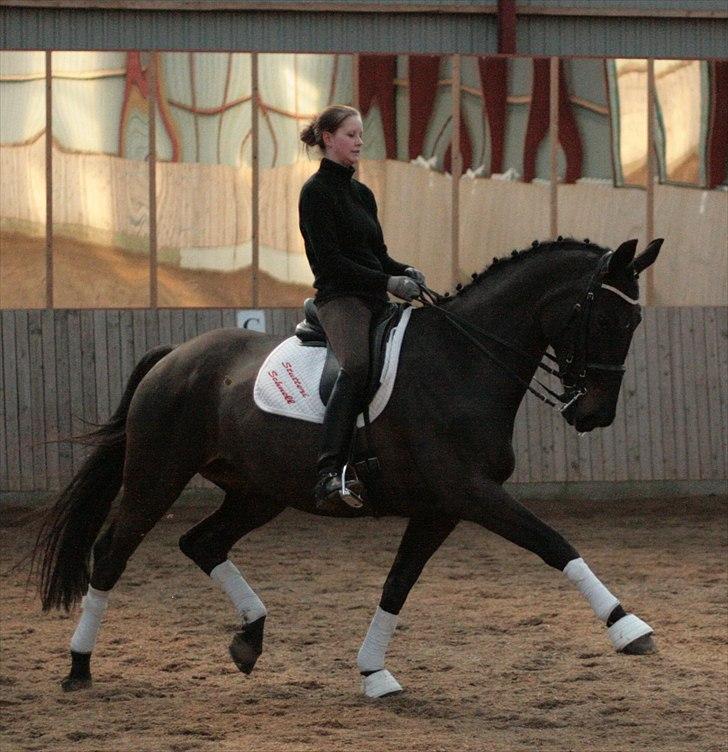 Dansk Varmblod Schnell Eleven - Schnell og Mia Oudal - 15 marts 2011 billede 1