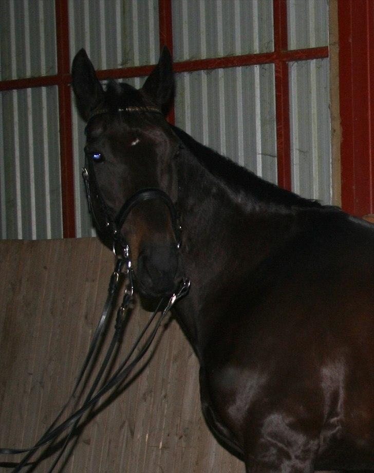 Dansk Varmblod Schnell Eleven - :) 2010 billede 5