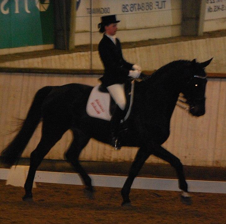 Dansk Varmblod Schnell Eleven - Mia og Schnell til deres første stævne sammen - MB0 billede 7