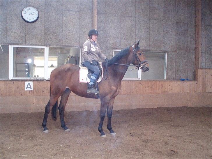 Trakehner Nemo - 12. Nemo & jeg babyridning 17.03.2011 billede 15