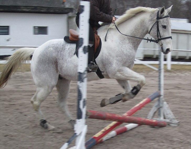 Anden særlig race JUNIQUE - 15) Junique i springaktion (: Synes han klarer det godt (: <3 billede 15