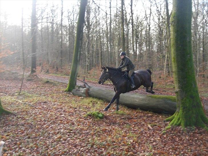 Anden særlig race farina billede 15