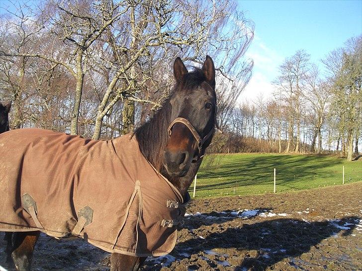 Anden særlig race farina billede 19