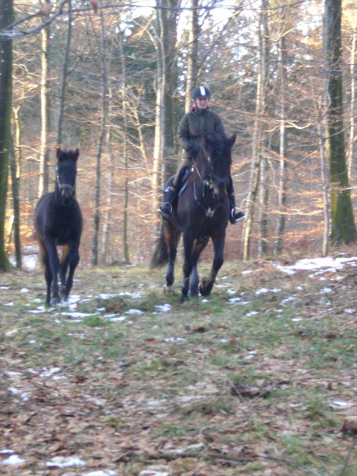 Anden særlig race farina billede 20