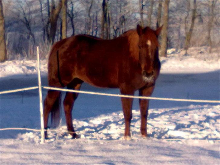 Quarter Skips Bu   *R.I.P* billede 14