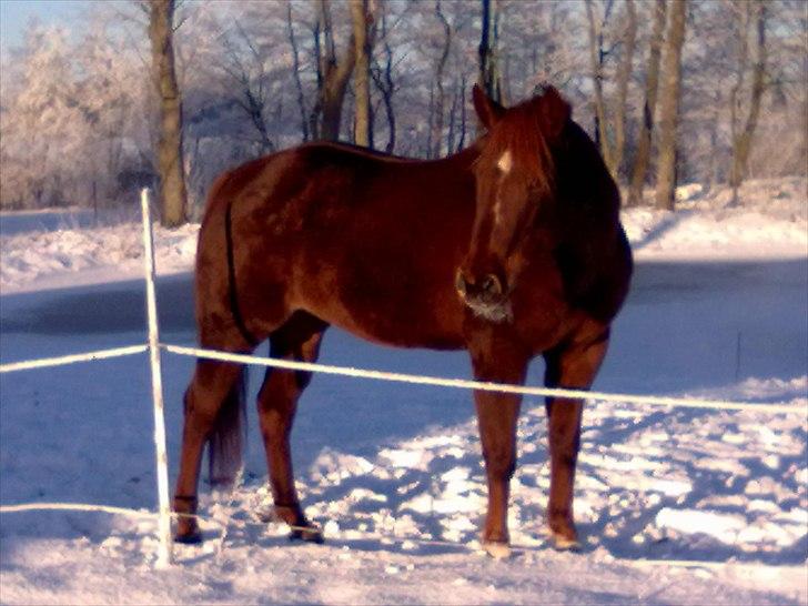 Quarter Skips Bu   *R.I.P* billede 15