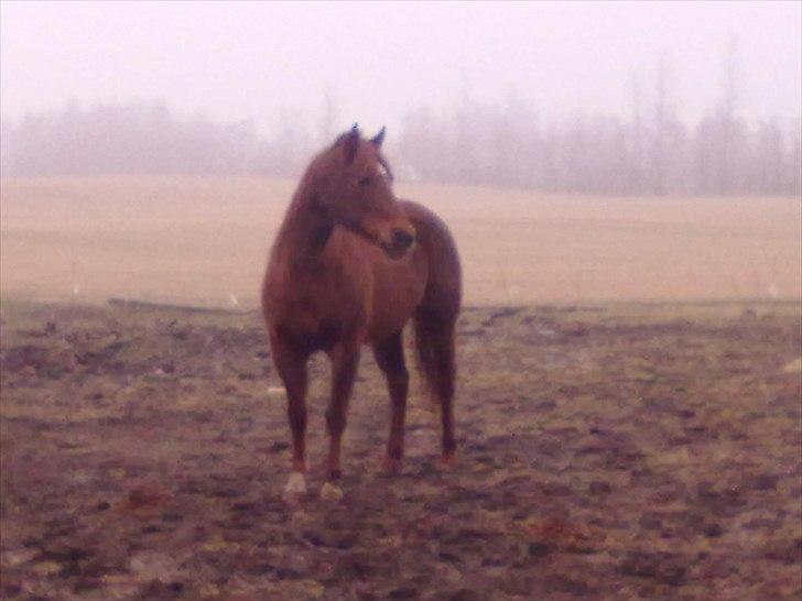 Quarter Skips Bu   *R.I.P* billede 16