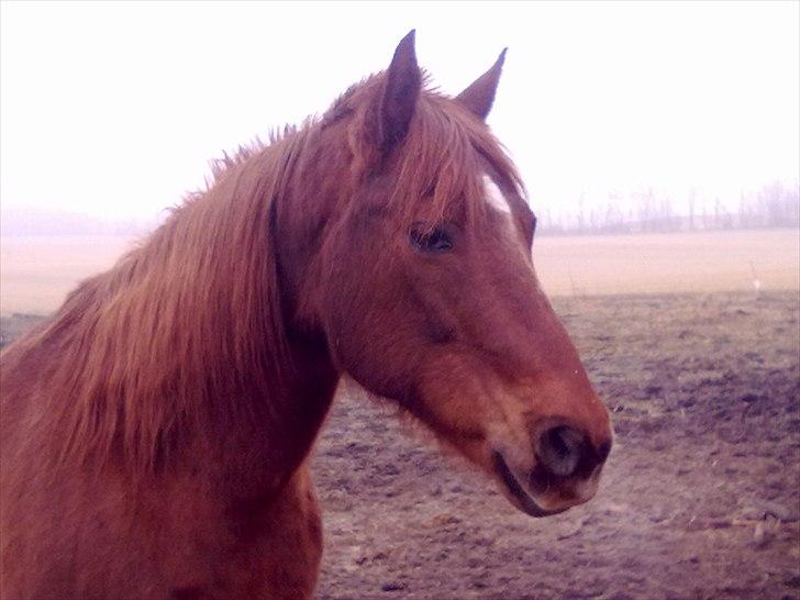 Quarter Skips Bu   *R.I.P* billede 17