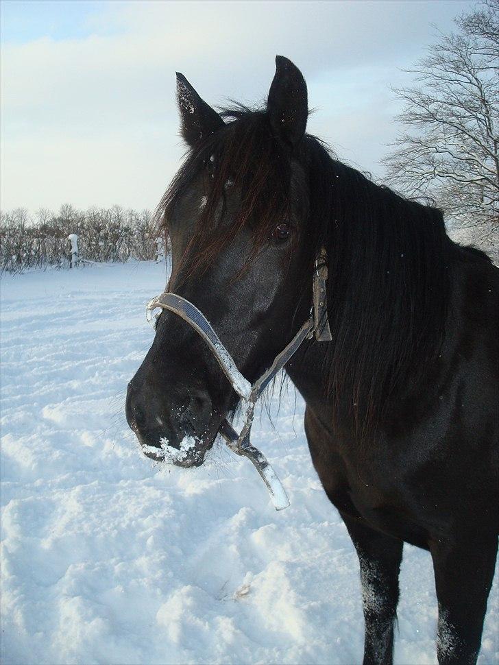 Anden særlig race Thalamus - vinter 2009 billede 2