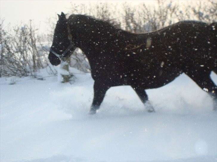 Anden særlig race Thalamus billede 3
