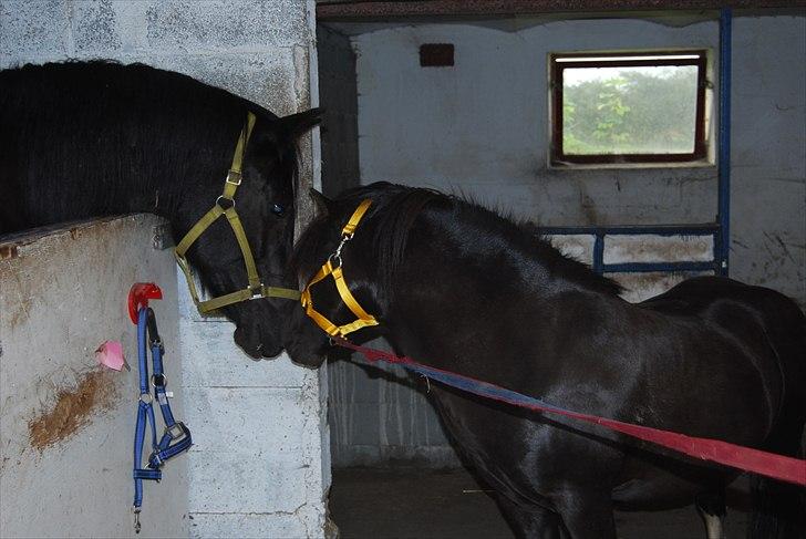 Anden særlig race Thalamus billede 4
