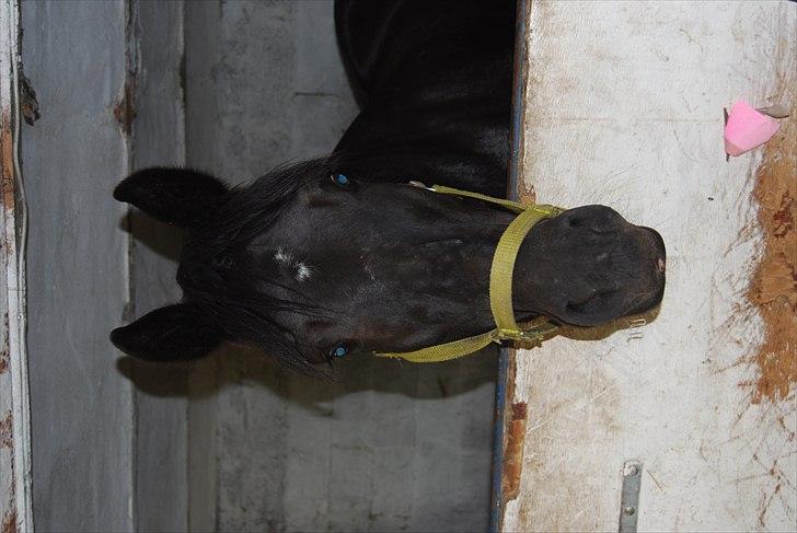 Anden særlig race Thalamus billede 5