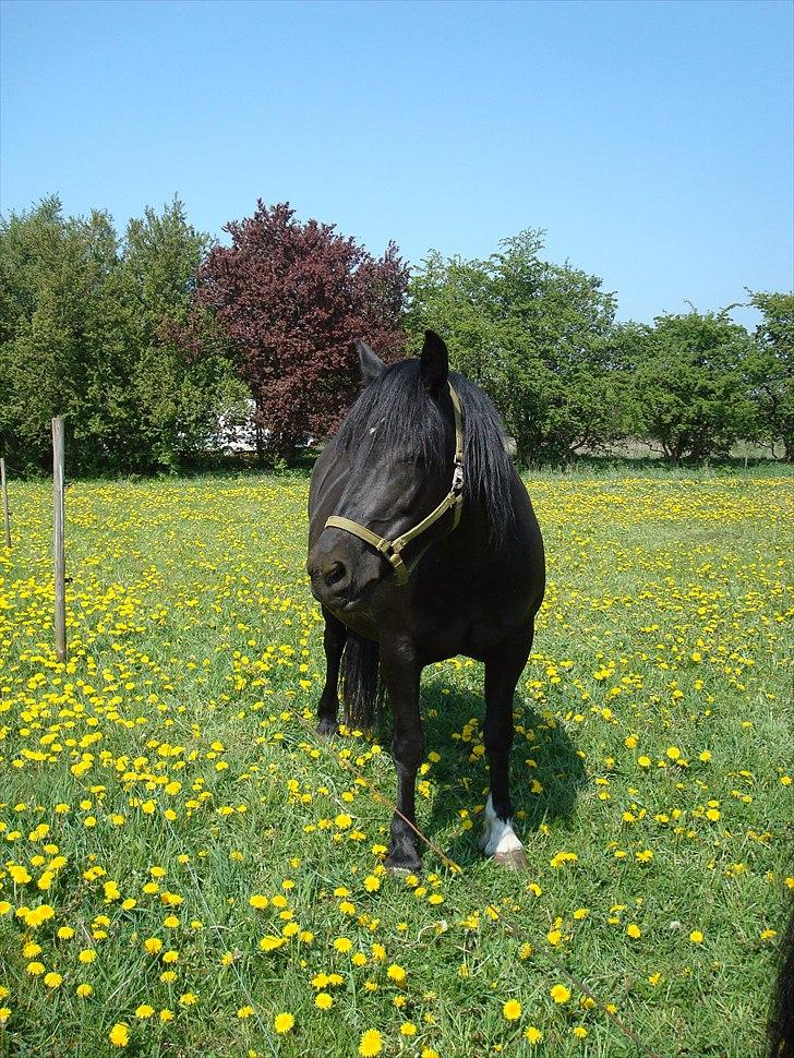 Anden særlig race Thalamus billede 8