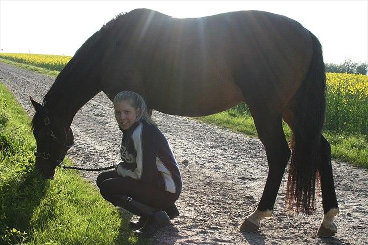 Trakehner Sato San Skovmosegaard billede 3