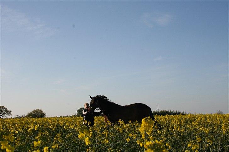 Trakehner Sato San Skovmosegaard billede 4