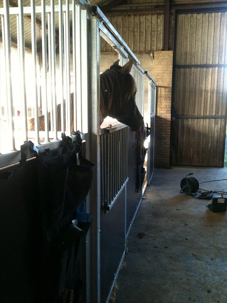 Arabisk fuldblod (OX) JB Billy Jean billede 3