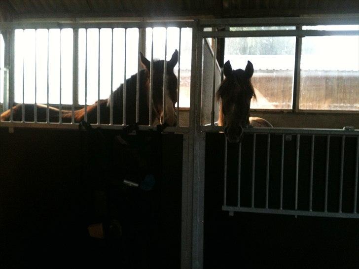 Arabisk fuldblod (OX) JB Billy Jean billede 4