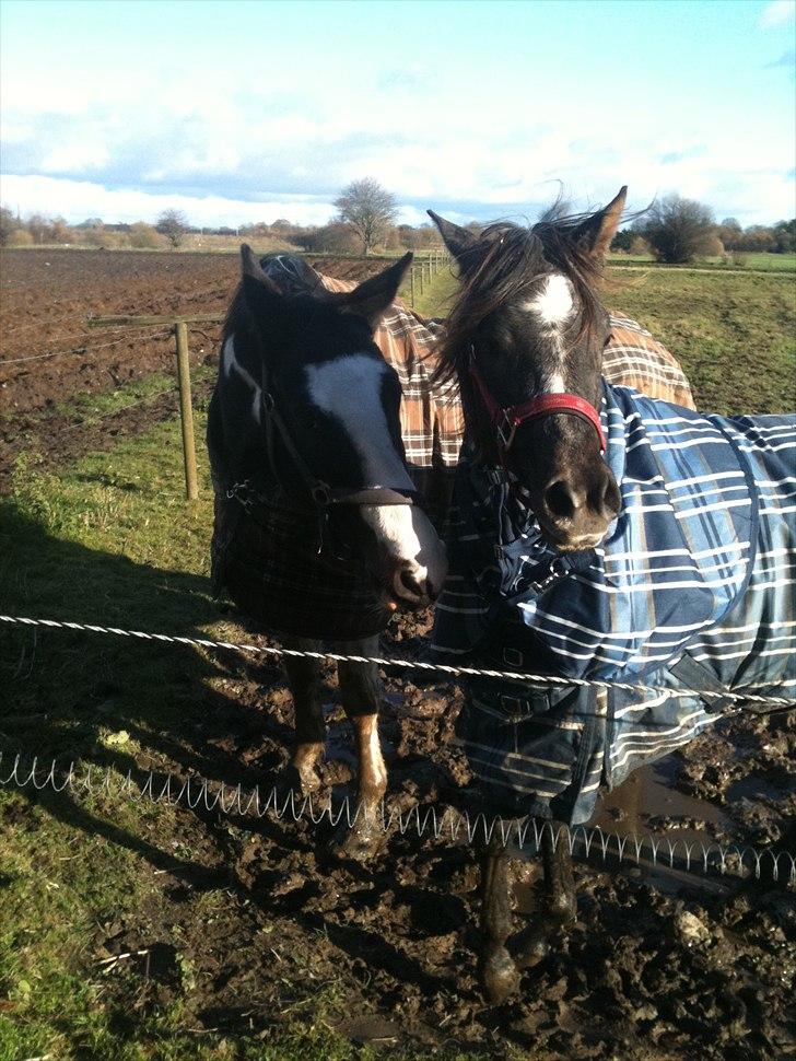 Arabisk fuldblod (OX) JB Billy Jean billede 6