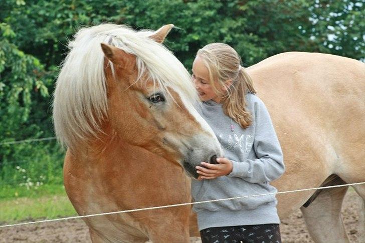 Haflinger Waldy - Jeg elsker dig! <3  billede 5