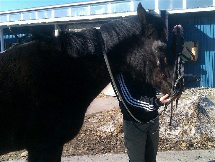 New Forest Kimberly |Prinsesse| billede 8