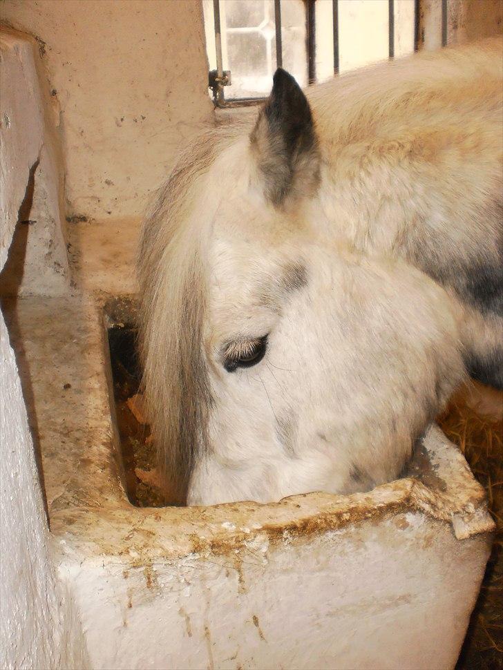 Welsh Pony (sec B) Nappemarkens Porsche - Han elsker sin grød.! Han spiser den knap så hurtigt som da han først lige var kommet.! :D Han tager sig os tid til at komme og ´´mysse´´ mig. :! <3 <3  billede 19