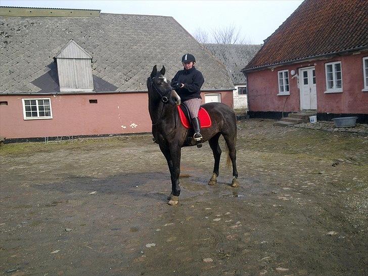 Anden særlig race  flik flak billede 7