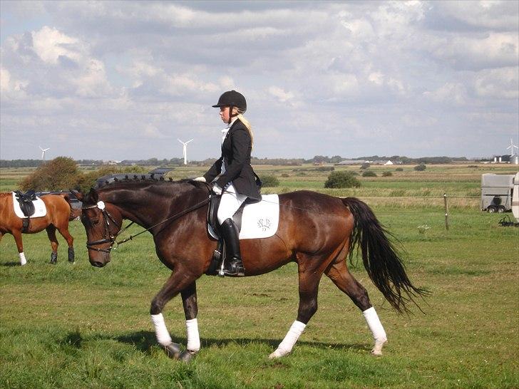 Trakehner Sato San Skovmosegaard billede 10