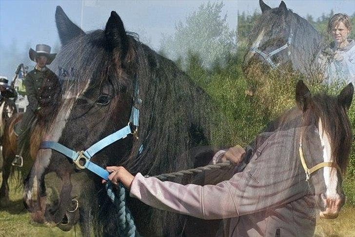 Irish Cob Jessie my Dream - R.i.p jessie billede 20