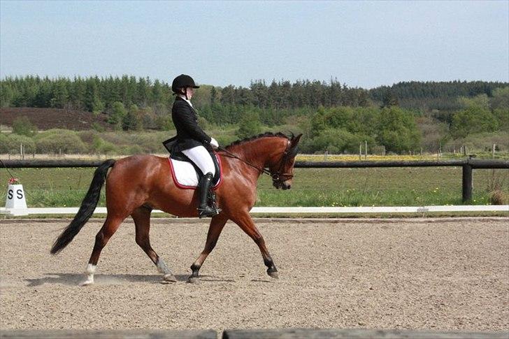 New Forest VESTERGAARDS KICK AND RUN - Kick's første stævne. Ørnhøj 2011, LC2 :-) Foto: Cecilie Ullits billede 9