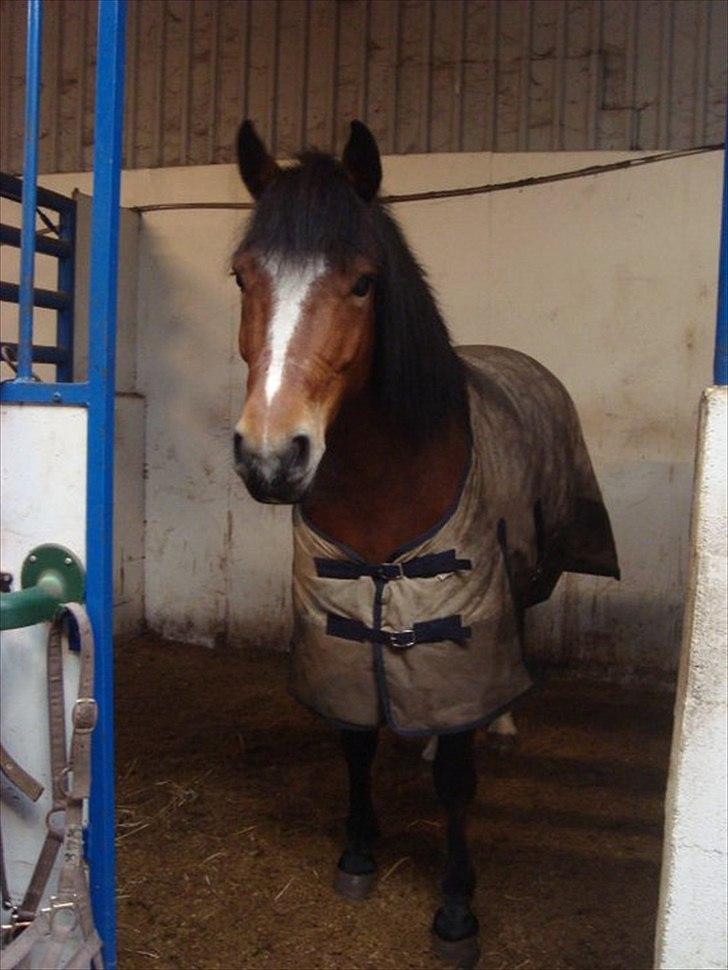 New Forest VESTERGAARDS KICK AND RUN - Foto: Mig billede 10