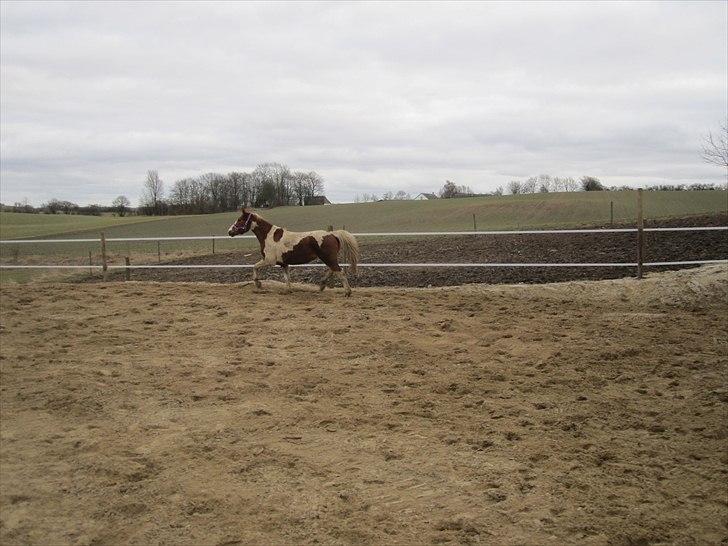 Anden særlig race Lady Libell *solgt på afb.* billede 18