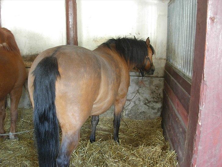 New Forest Cindy |har redet | solgt - 21. apr. 2011 <3 billede 7