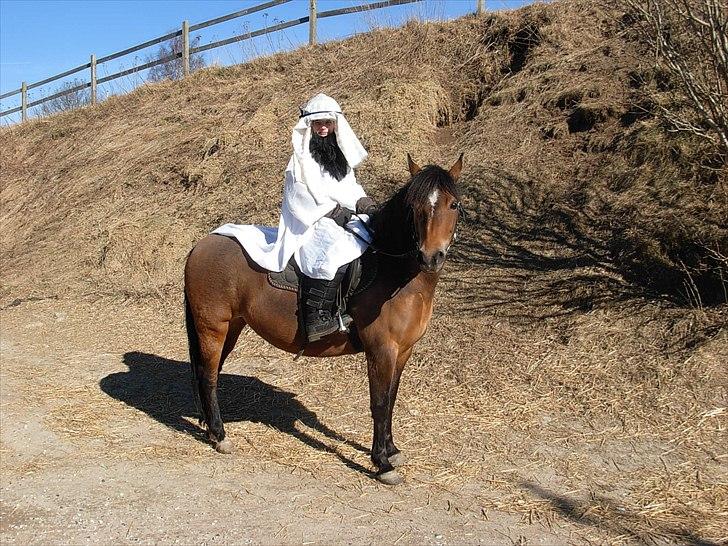 New Forest Cindy |har redet | solgt - Fastelavn 2011 billede 9