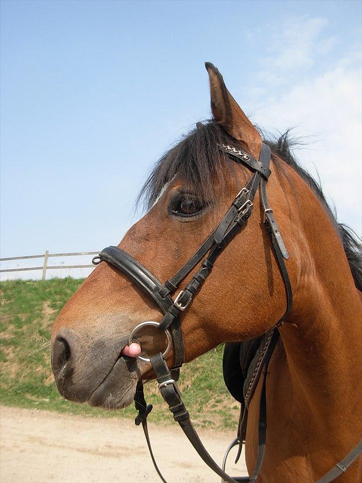 New Forest Cindy |har redet | solgt - 21 apr. 2011 billede 10