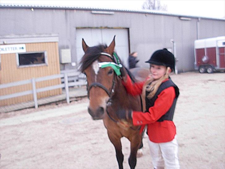 New Forest Cindy |har redet | solgt - SLR debutantstævne d. 26. feb. 2011 (vores 1. stævne sammen). 3.pl. i 80 cm (LB) :) Undskyld kvaliteten.. Farvene på billedet er fremhævet en smule billede 11