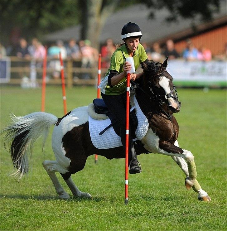 Lewitzer Gaspaspon II - DANMARKSMESTER 2010 FOR PAR <3 billede 1