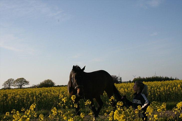 Trakehner Sato San Skovmosegaard billede 12