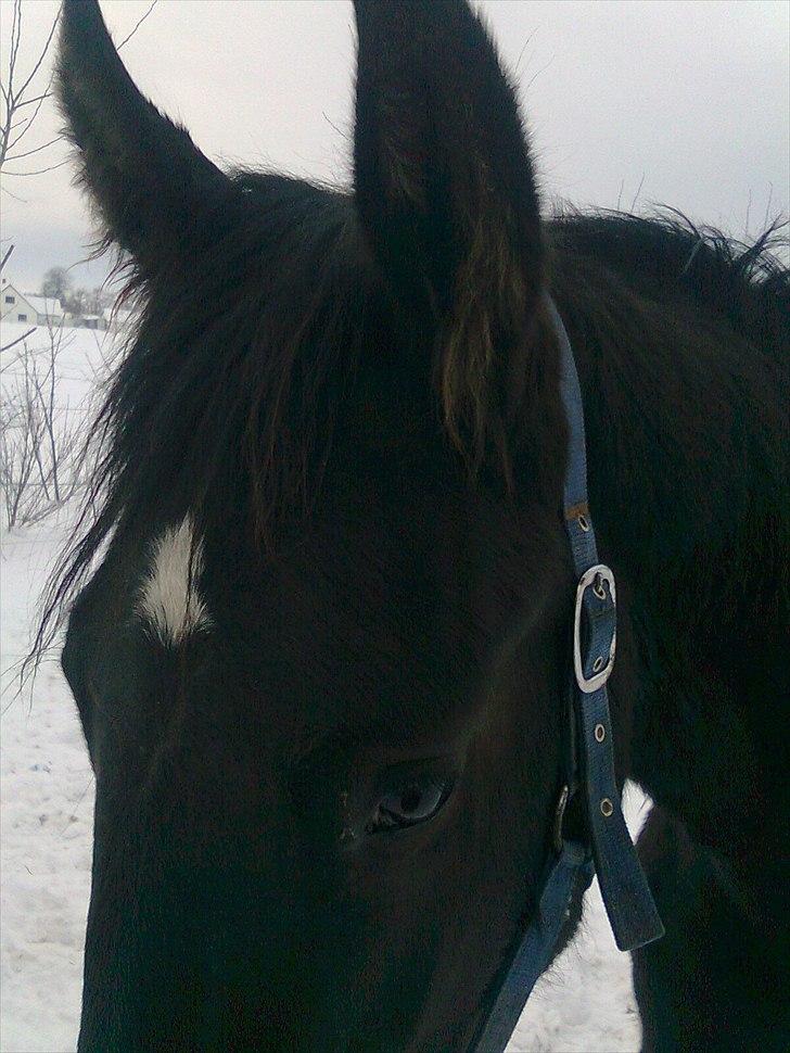 Barockpferd Felina Solgt - nærbillede :) billede 9