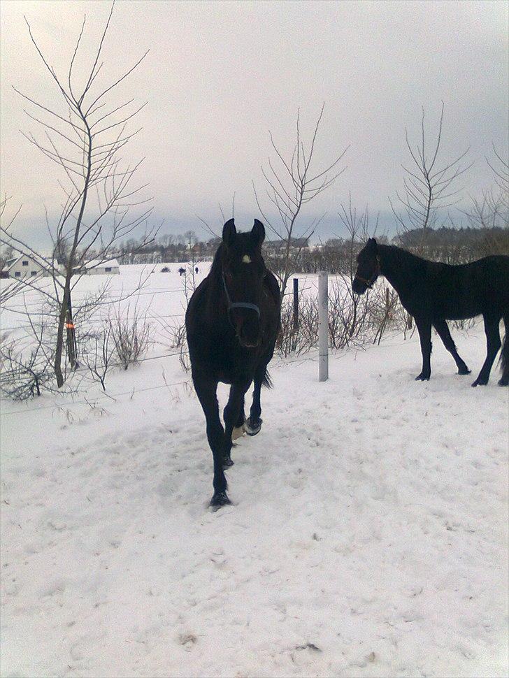 Barockpferd Felina Solgt - Ja nu kommer jeg :) billede 10