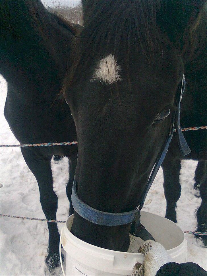 Barockpferd Felina Solgt - Det er nogle gode godbidder :) billede 11