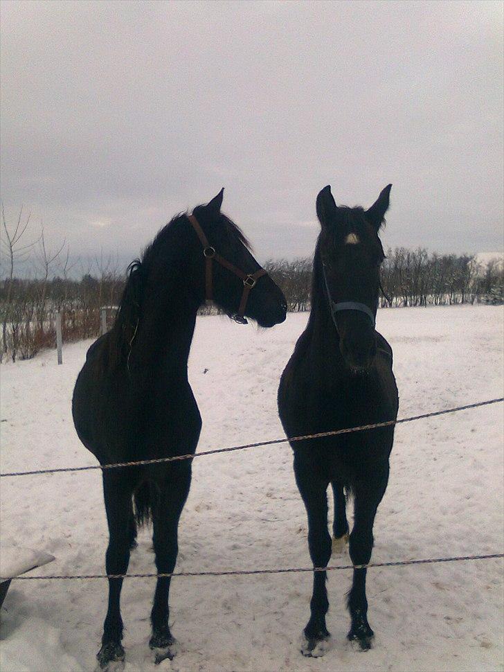 Barockpferd Felina Solgt - To smukke heste :) billede 12