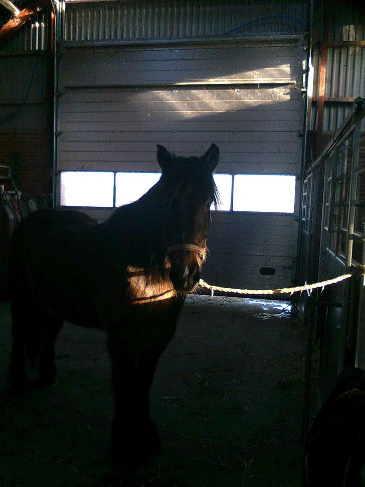 Anden særlig race Lukas *Himmelhest* - min smukke hest :) billede 15