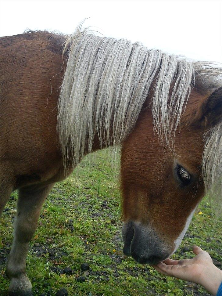 Shetlænder Max *Solgt* billede 1