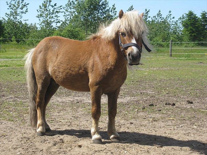 Shetlænder Max *Solgt* billede 4