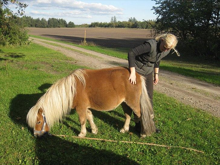 Shetlænder Max *Solgt* billede 5