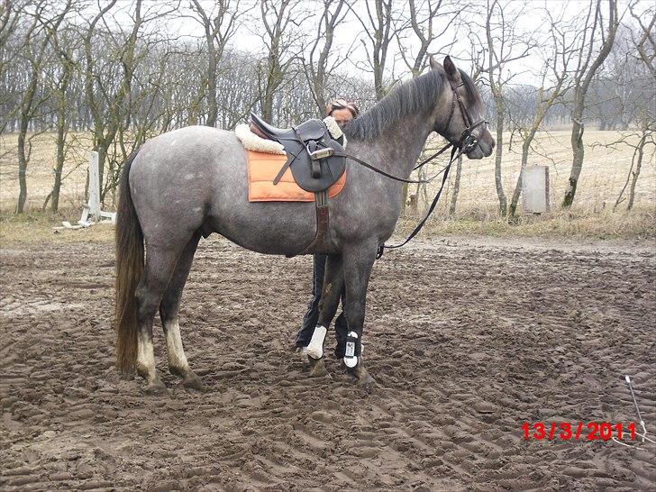 DSP Bomgaardens Davinci *AVLS HINGST* SPH 203 - 13/3/2011. Nu sadel, trense og longe vandt.. Og tid til 1 måneds vokse pause. billede 3