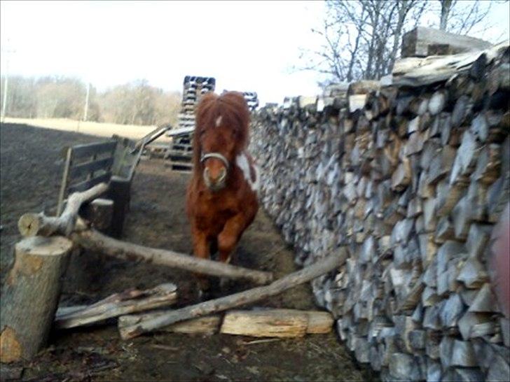 Anden særlig race Anemonne - velkommen til anemonne´s profil<3 billede 1