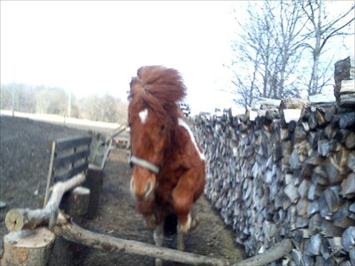 Anden særlig race Anemonne - hun elsker at springe billede 3