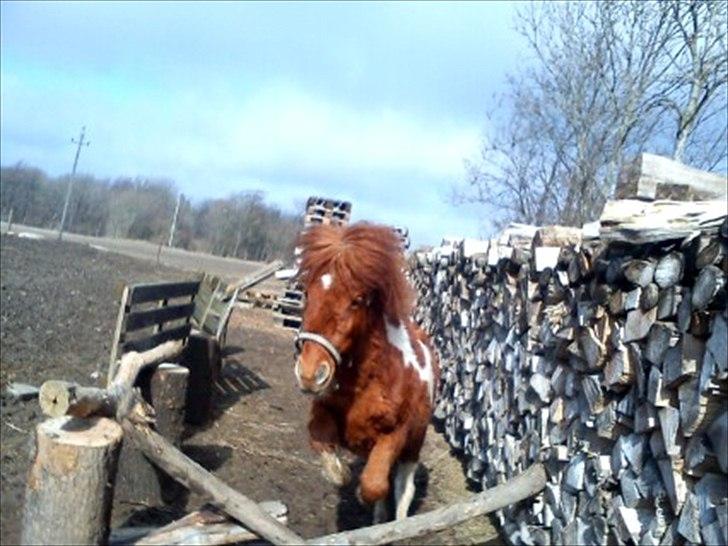 Anden særlig race Anemonne - et lille krys billede 4